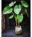 SILK-KA Verde Alocasia | 220cm
