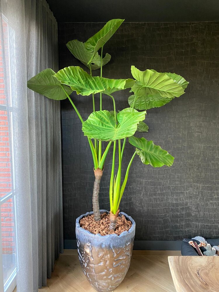 SILK-KA Alocasia Groen | 220 cm