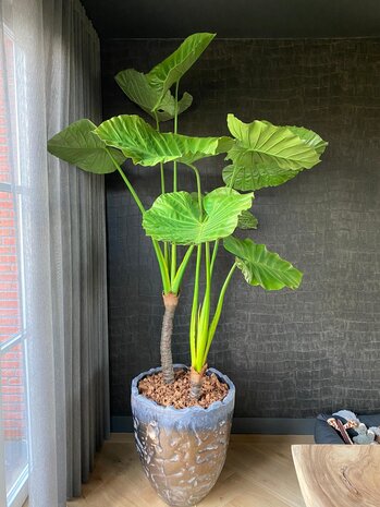 SILK-KA Alocasia Groen | 220 cm