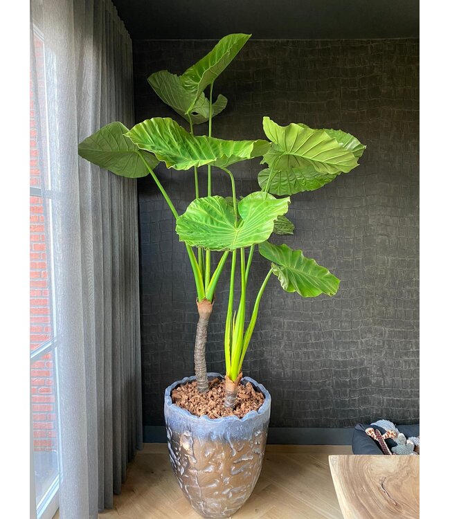 SILK-KA Verde Alocasia | 220cm