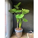 Silk-ka Alocasia Grün | 220cm Silk-ka Alocasia Grün | 220cm