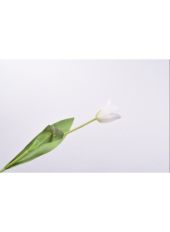Tige de tulipe blanche | 61cm - NU PUUR & GROEN B.V.
