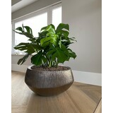 DOMANI ATLANTIS | Bronse