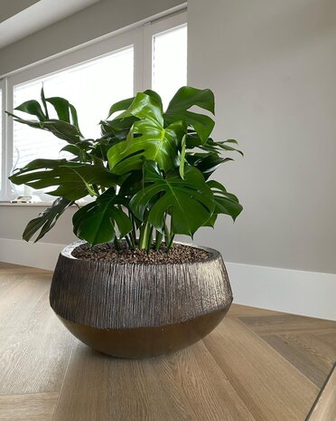 DOMANI ATLANTIS | Bronze