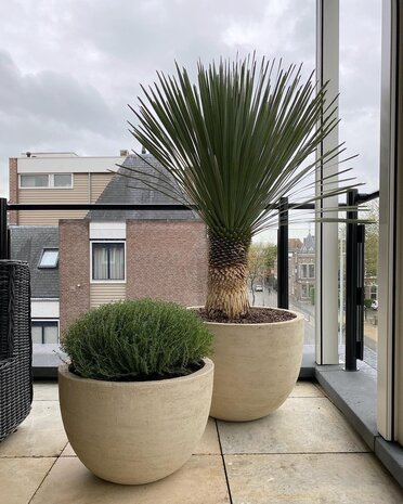 DOMANI TEXEL | Naturweiß 50 DOMANI TEXEL | Naturweiß 50