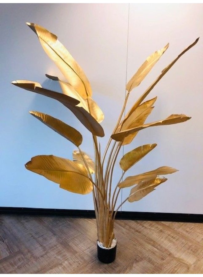 Strelitzia Gold | 182 cm