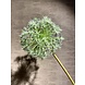SILK-KA Allium Acier Vert | 104cm SILK-KA Allium Acier Vert | 104cm