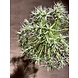 SILK-KA Allium Acier Vert | 104cm SILK-KA Allium Acier Vert | 104cm