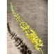 Silk-ka Eremurus stål gul | 104 cm Silk-ka Eremurus stål gul | 104 cm