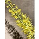 Silk-ka Eremurus stål gul | 104 cm Silk-ka Eremurus stål gul | 104 cm