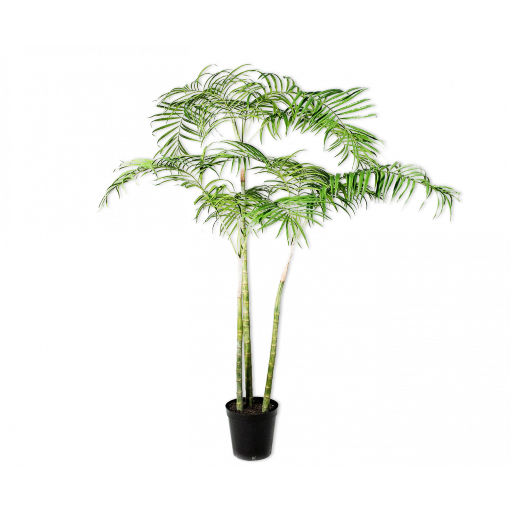 Silk-ka Palm Groen | 210 cm