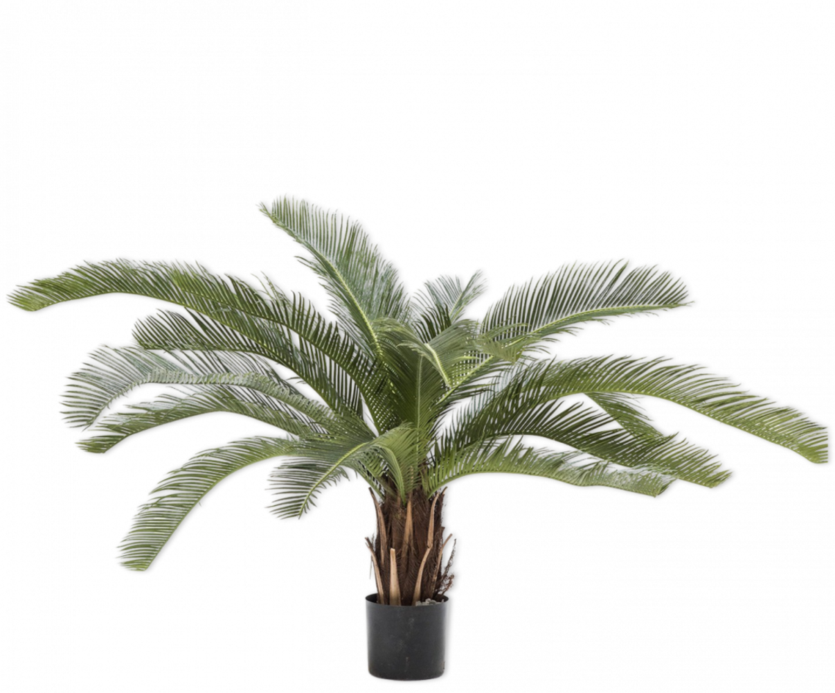 Planta Verde Palma | 50cm Planta Verde Palma | 50cm