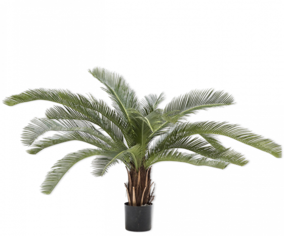 Plant Palm Green | 50 cm Plant Palm Green | 50 cm