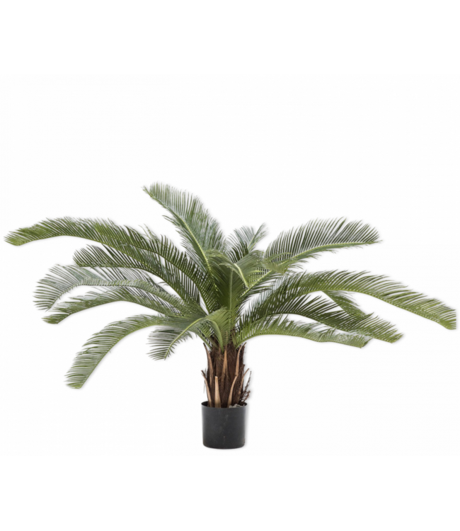Plant Palm Groen | 50 cm