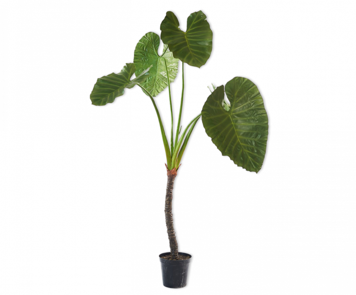 SILK-KA Alocasia Vert | 220 cm SILK-KA Alocasia Vert | 220 cm