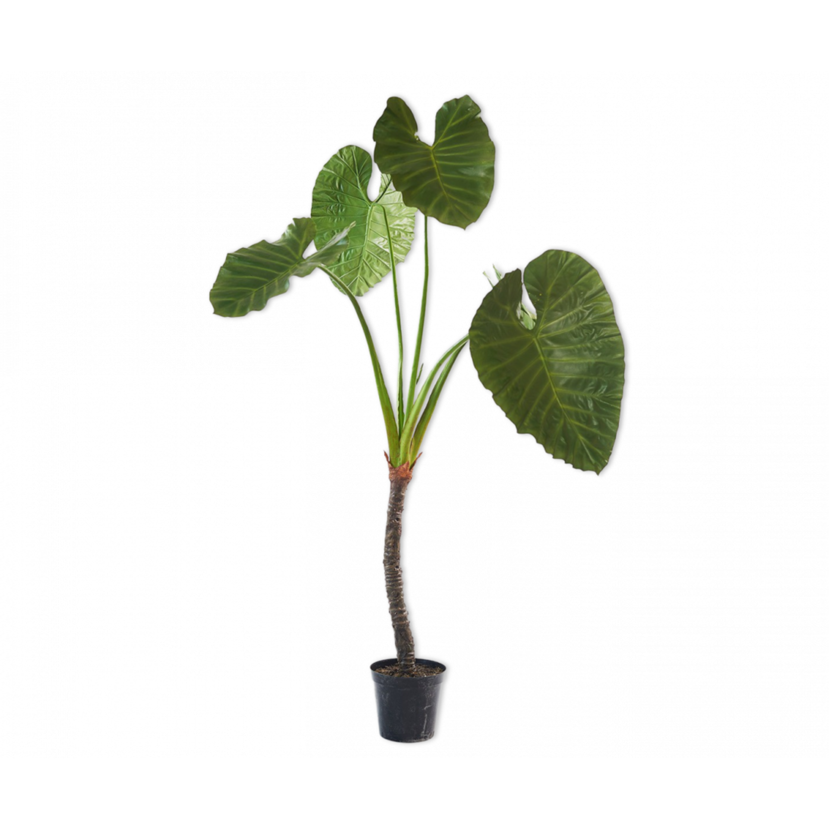 Silk-ka Alocasia Vert | 220cm