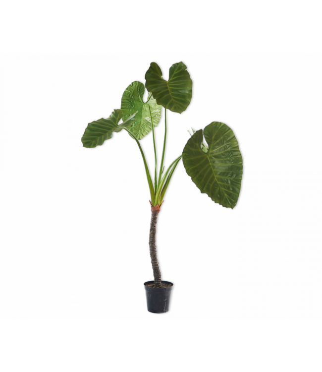 SILK-KA Alocasia Groen | 220 cm