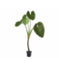 SILK-KA Verde Alocasia | 220cm