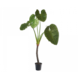 Silk-ka Alocasia Grün | 220cm Silk-ka Alocasia Grün | 220cm