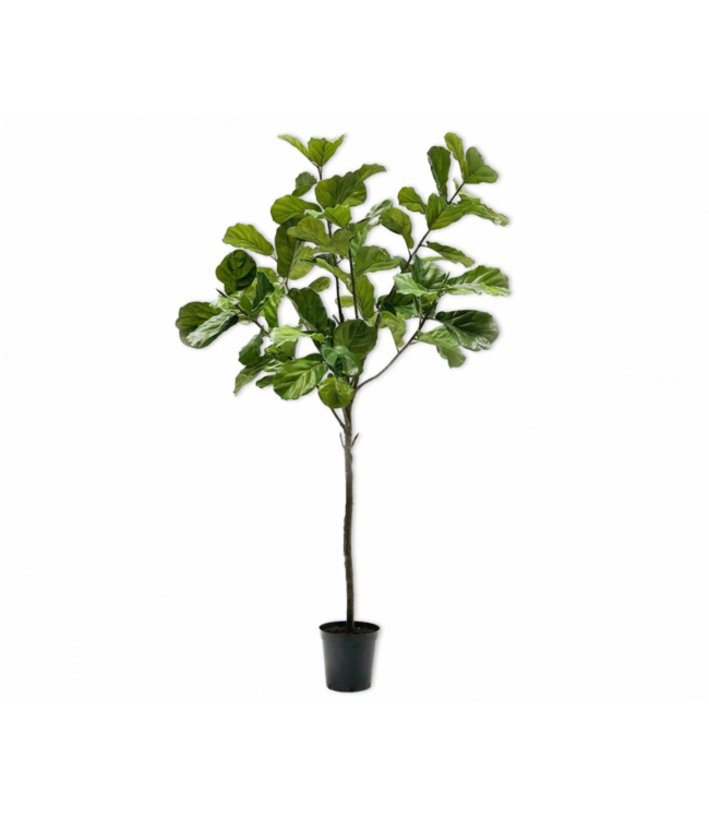 SILK-KA Ficus Groen | 254 cm