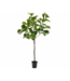 SILK-KA Ficus Green | 254 cm