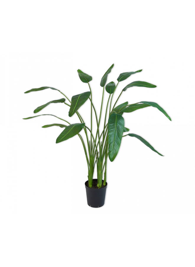 Vert Strelitzia | 178cm