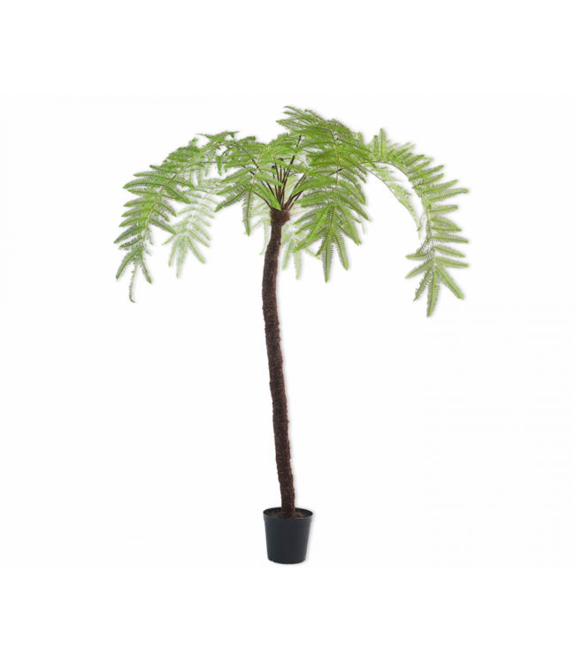 SILK-KA Fern Green | 246 cm