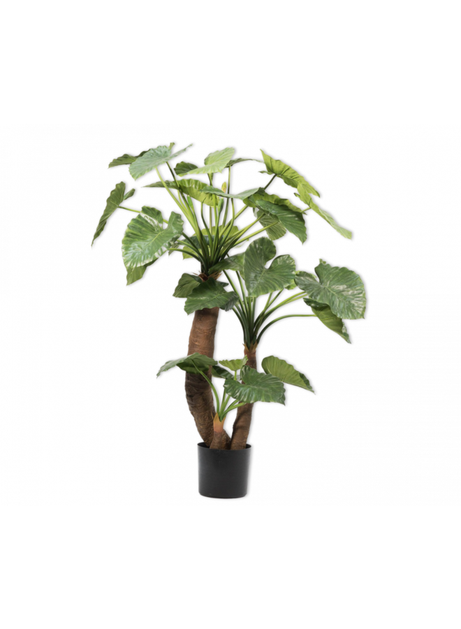 Alocasia Green | 170 cm