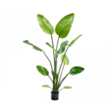 SILK-KA Strelitzia Vert | 150 cm