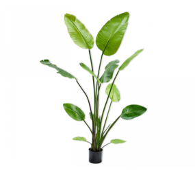 SILK-KA Strelitzia Grønn | 150 cm SILK-KA Strelitzia Grønn | 150 cm