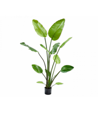 SILK-KA Strelitzia Verde | 150 centímetros