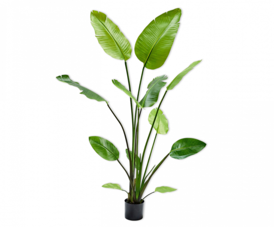 SILK-KA Strelitzia Groen | 150 cm SILK-KA Strelitzia Groen | 150 cm