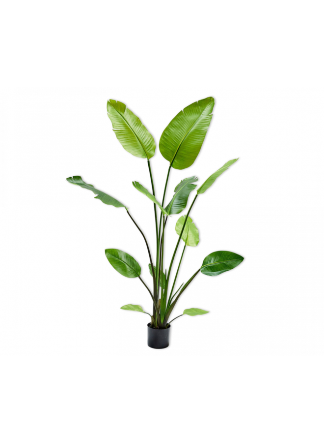 Strelitzia verde | 150cm - NU PUUR & GROEN .