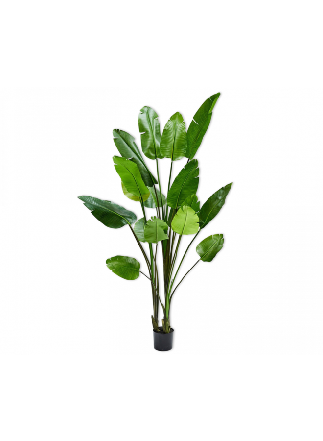 Strelitzia Green | 243 cm