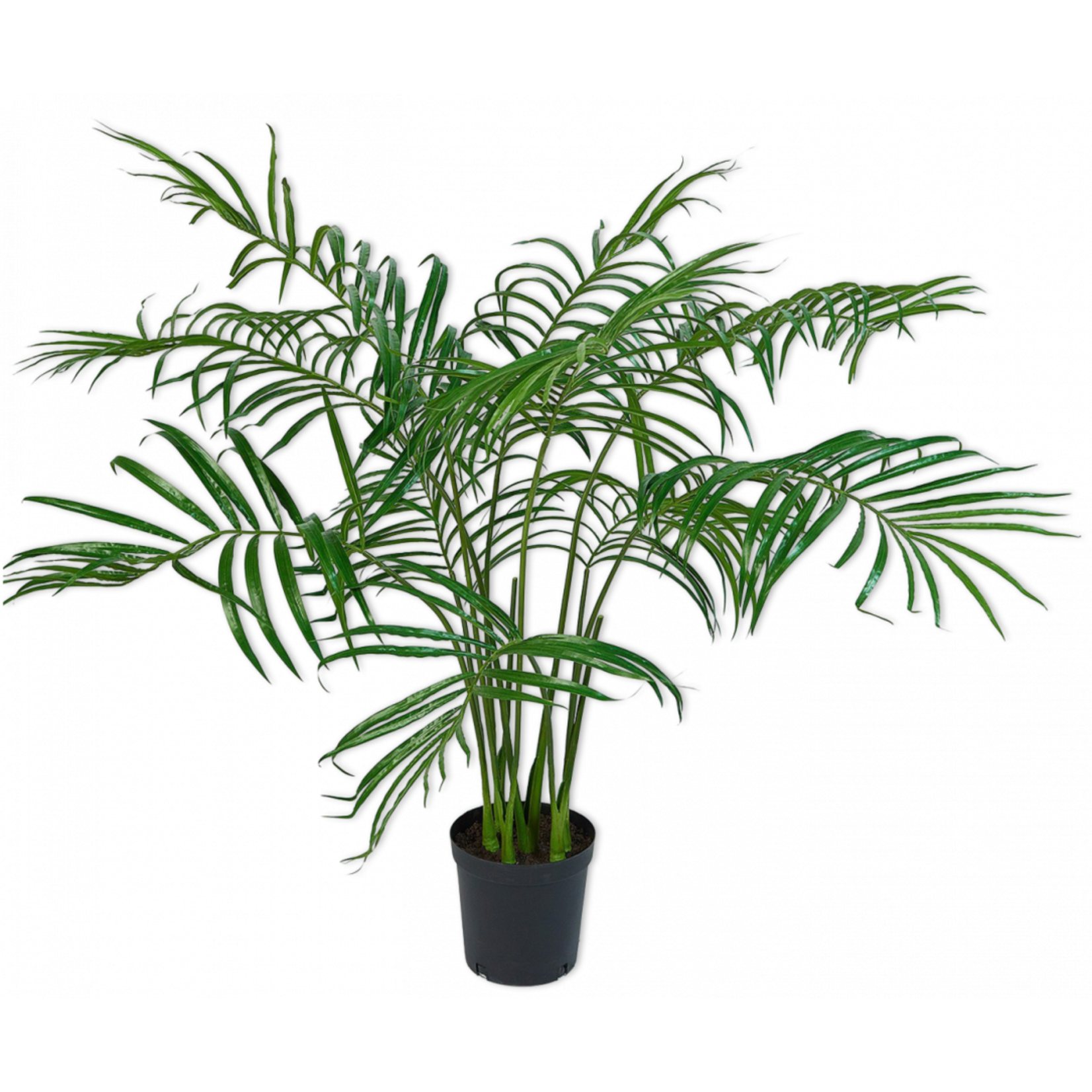 Silk-ka Palm Green | 152 cm