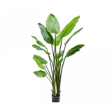 SILK-KA Strelitzia Verde | 183 centimetri