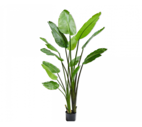 SILK-KA Strelitzia Verde | 183 centimetri SILK-KA Strelitzia Verde | 183 centimetri