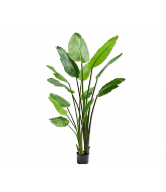 SILK-KA Strelitzia Green | 183 cm