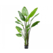 Silk-ka Vert Strelitzia | 183cm Silk-ka Vert Strelitzia | 183cm