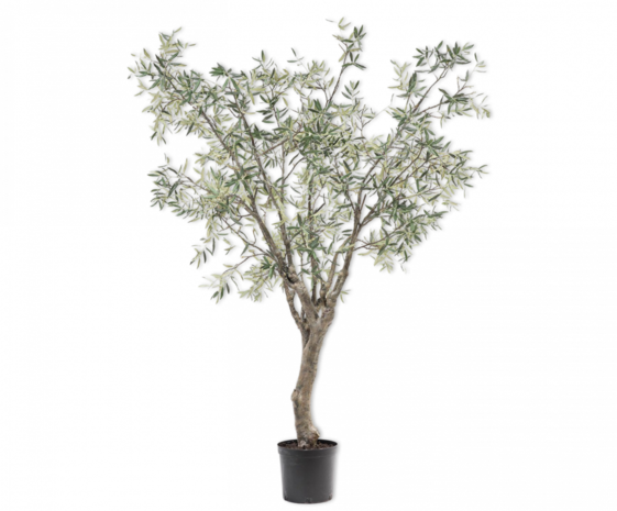 SILK-KA Olive Tree Green | 244 cm SILK-KA Olive Tree Green | 244 cm