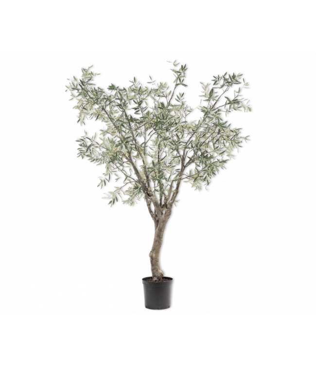 SILK-KA Olive Tree Green | 244 cm