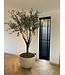 SILK-KA Olive Tree Green | 244 cm