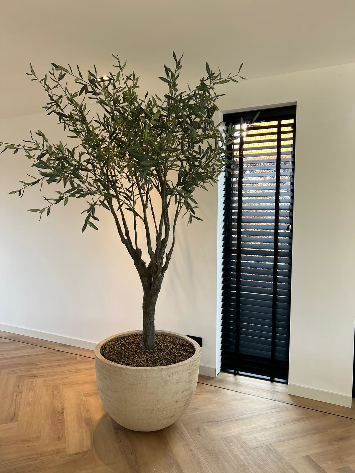 Olivier Vend Des Fleurs En Ligne Vert Olivier | 244cm - NU PUUR & GROEN B.V.