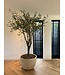 SILK-KA Olijf Boom Groen | 244 cm