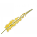 Silk-ka Eremurus stål gul | 104 cm Silk-ka Eremurus stål gul | 104 cm