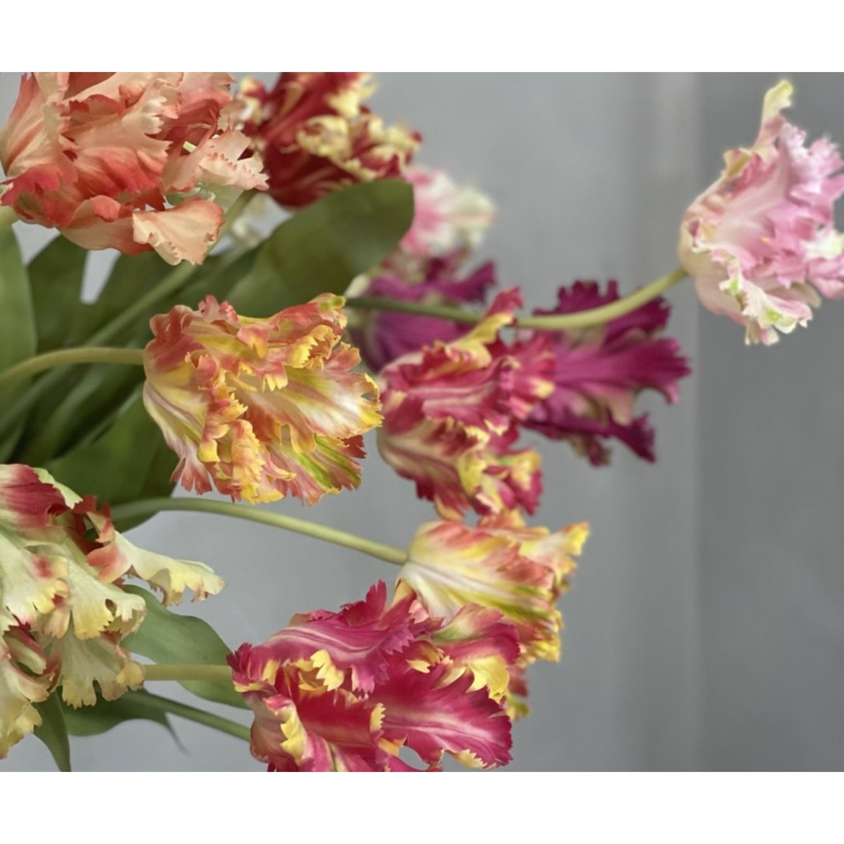 Silk-ka Tulp Roze / Beauty | 71 cm