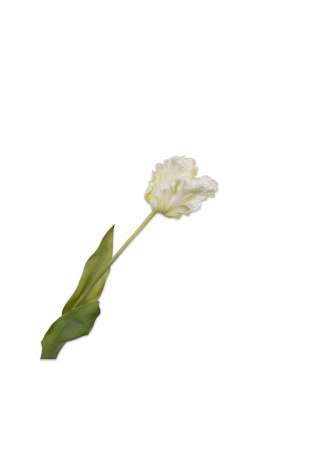 tulipán blanco | 71cm - NU PUUR & GROEN B.V.