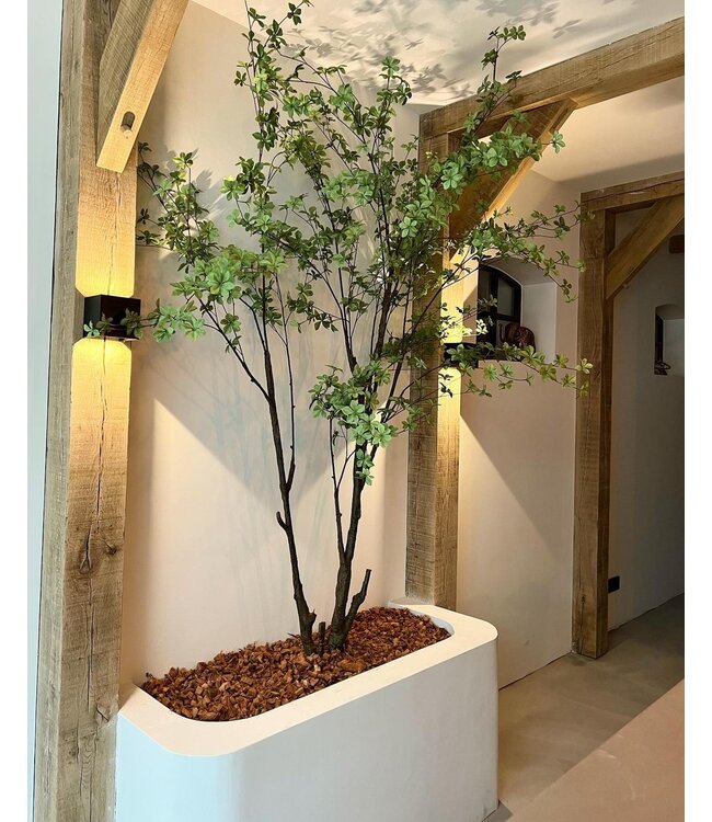 SILK-KA Bucida | 244 cm