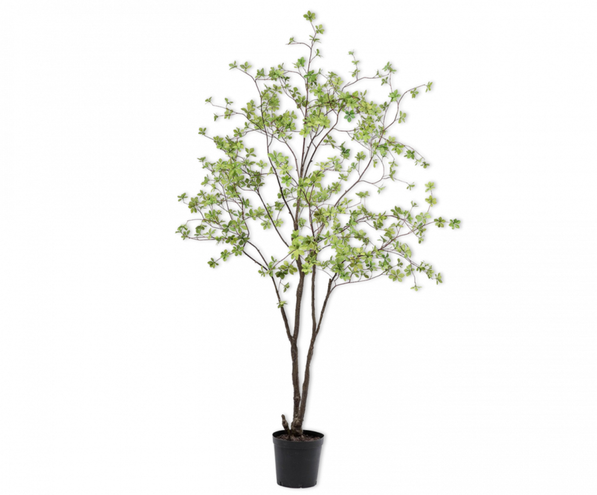 SILK-KA Bucida Grün | 218 cm