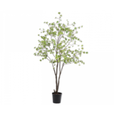 SILK-KA Bucida Vert | 218 cm